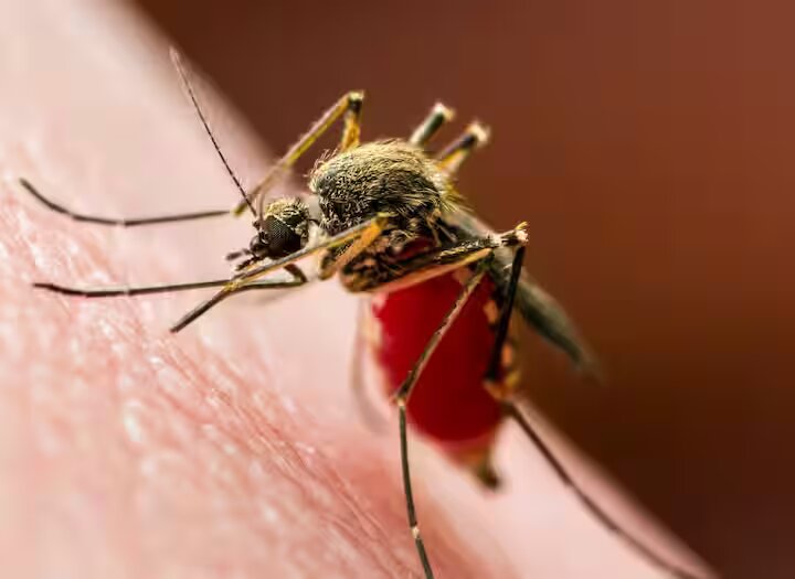 Dengue is Wreaking Havoc , Number of Patients Crossed 3 Thousand